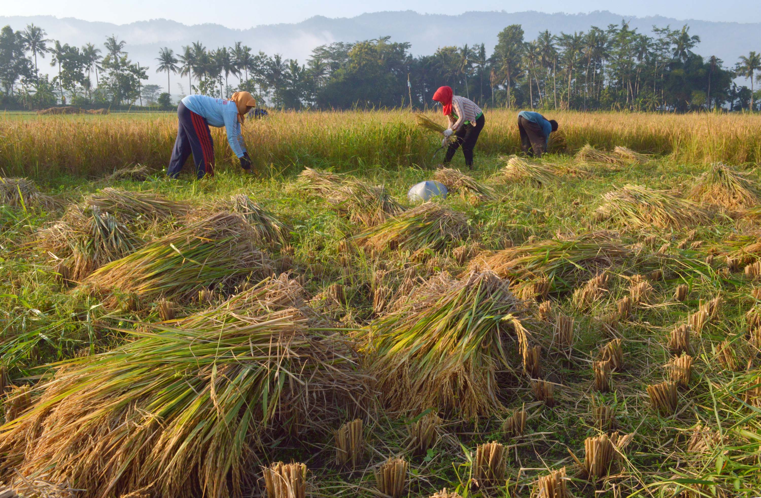 Sejumlah pekerja memanen padi di persawahan Desa Sirnoboyo, Kebonagung, Pacitan, Jatim,( foto : berita Daerah)