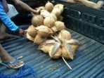 Angkut seikat kelapa. (Foto : Surya)