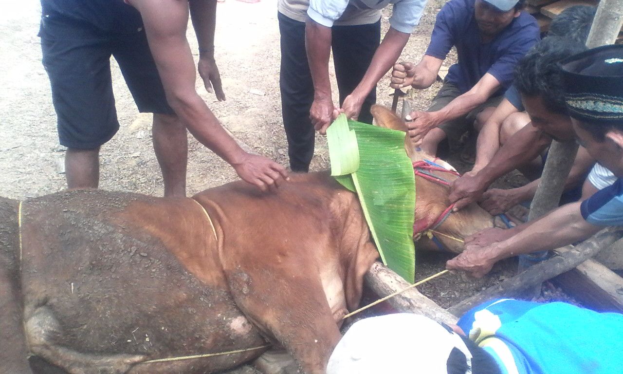 Penyembelihan hewan Kurban di Sambong, Arjosari. (Foto : Shultan)
