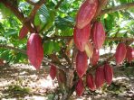 Kebun Kakao. (Foto : Mongabay)