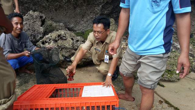 Bambang Marhaendrawan DKP saat meninjau enanggulangan penangkapan lobster nelayan Pacitan. (Foto : Bambang/IST)