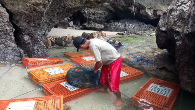 Nelayan Pacitan yang sedang memanen lobster. (Foto : Bambang/IST)