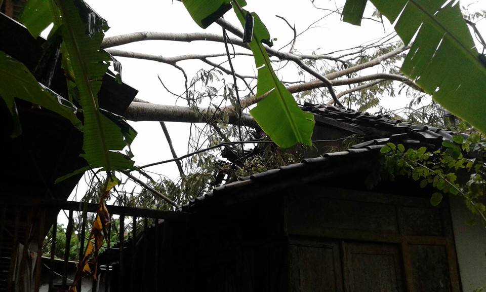pohon tumbang akibat hujan deras di Pacitan. (Foto : Tri Romadan Subaktiyo/FB)