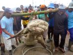 Ikan Hiu dengan berat 2 kwintal berhasil ditangkap Jumari. (Foto ;Hengky Ristanto/Jawapos Radar Pacitan)