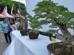pameran bonsai