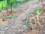 Ditanami pisang