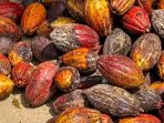 Kakao di Pacitan