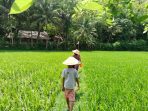Song Meri Pacitan 2