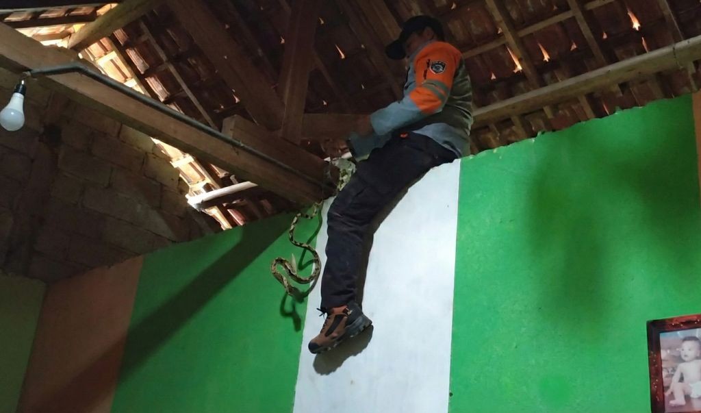 Seorang petugas penyelamat satwa memanjat dan duduk di atas dinding tembok hijau, menjulurkan tangan ke rangka atap kayu untuk menangkap ular yang bergelantungan di dekatnya.