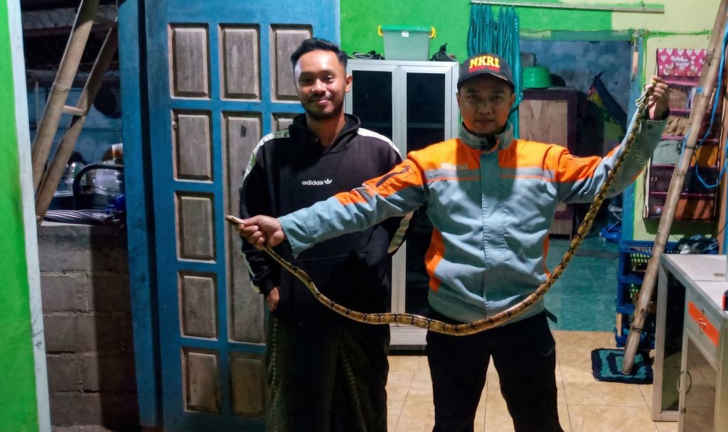 Dua pria, salah satunya berseragam tim rescue berjaket oranye-abu, berdiri di dalam ruangan sambil membentangkan ular Sowo Jati yang panjang hasil evakuasi dari atap rumah di Pacitan.