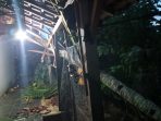Pohon tumbang 1