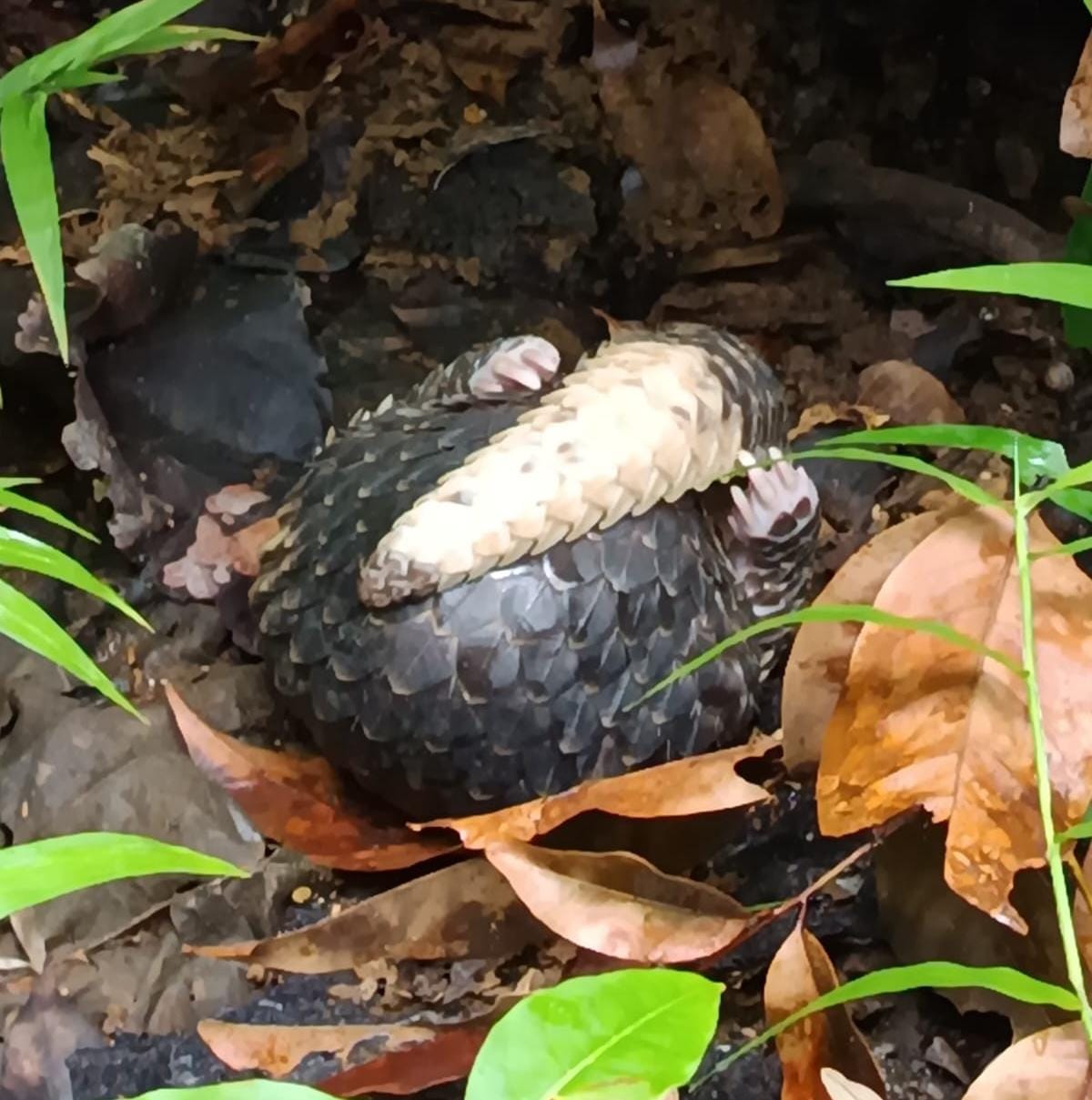 Proses evakuasi trenggiling atau Manis javanica yang terjerat jaring di Desa Poko oleh tim Animal Rescue Pacitan Exalos Indonesia.