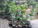 Berawal dari Hobi, Salam Garden Pacitan Kini Jadi Pusat Edukasi dan Bibit Buah Langka