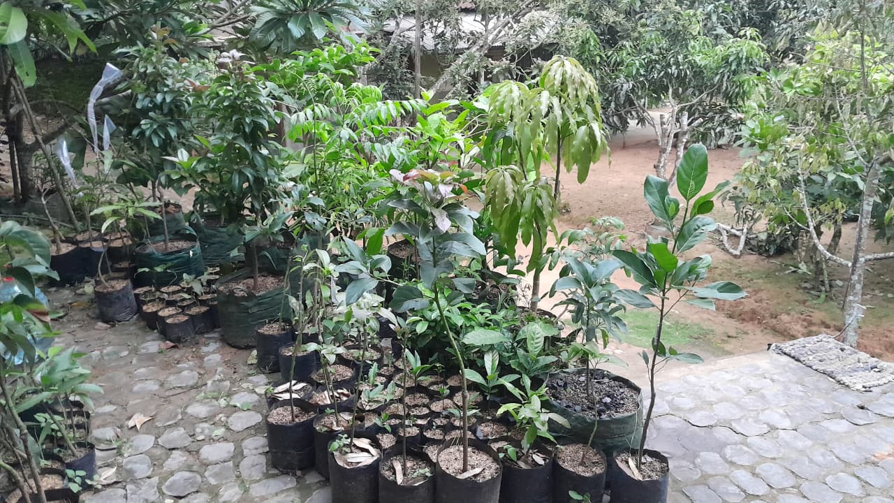 Berbagai jenis bibit tanaman buah unggul dalam polybag hitam tertata rapi di area kebun berlantai batu di Salam Garden, Desa Ketro, Pacitan.