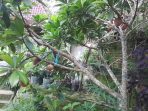 Pohon Mamey Sapote atau sawo raksasa yang sedang berbuah dengan beberapa dahan disangga tali biru di halaman Salam Garden, Pacitan, dengan latar belakang bangunan rumah.
