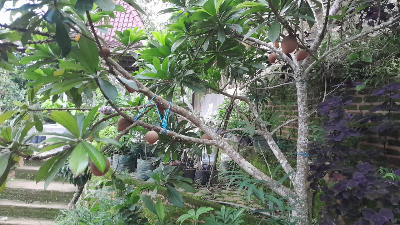 Pohon Mamey Sapote atau sawo raksasa yang sedang berbuah dengan beberapa dahan disangga tali biru di halaman Salam Garden, Pacitan, dengan latar belakang bangunan rumah.