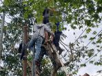 Tim gabungan dari kepolisian, damkar, dan warga mengevakuasi jenazah petani lansia yang tewas tersengat listrik di atas pohon di Desa Punung, Pacitan.