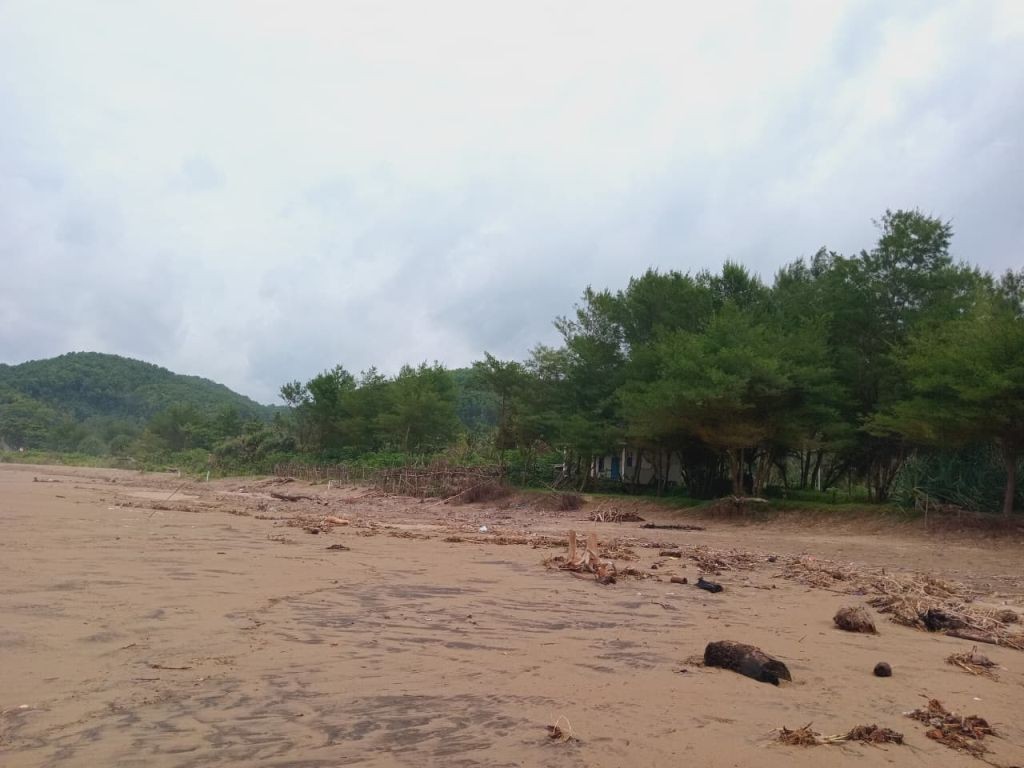 Area lahan kosong yang dipenuhi pepohonan rindang di sebelah timur Pantai Taman Pacitan, menanti sentuhan pembangunan lebih lanjut.