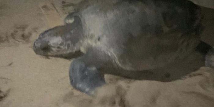 Relawan komunitas Sahabat Penyu Pacitan sedang mengevakuasi telur penyu di pesisir Pantai Pancer Dorr.