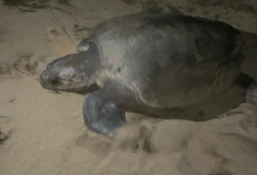 Relawan komunitas Sahabat Penyu Pacitan sedang mengevakuasi telur penyu di pesisir Pantai Pancer Dorr.