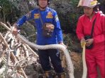 Petugas Damkar Pacitan mengevakuasi ular sanca 3 meter di kandang ayam warga Desa Dersono.