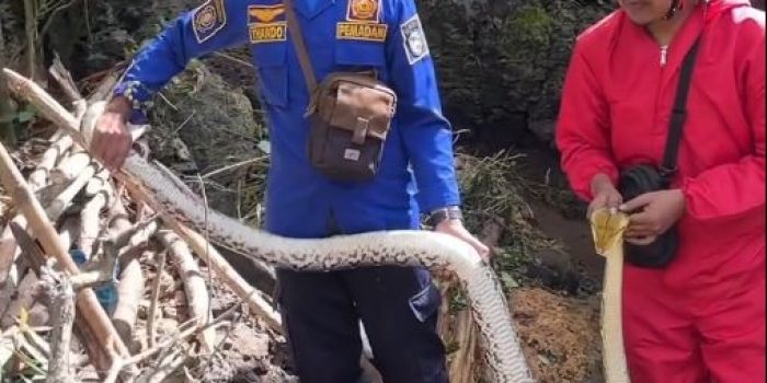 Petugas Damkar Pacitan mengevakuasi ular sanca 3 meter di kandang ayam warga Desa Dersono.