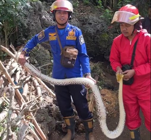 Petugas Damkar Pacitan mengevakuasi ular sanca 3 meter di kandang ayam warga Desa Dersono.