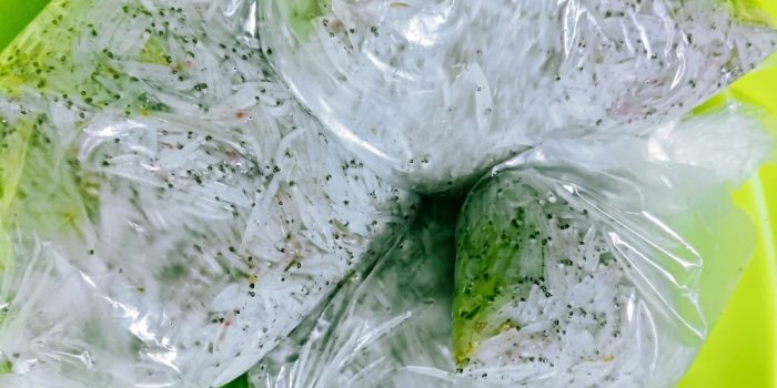 Warga dan nelayan Pacitan sedang menangkap ikan impun menggunakan jaring di muara Sungai Grindulu.