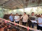 Wakil Ketua MPR RI Edhie Baskoro Yudhoyono meninjau produktivitas ayam petelur milik Kelompok Ternak Sidorejo 1 di Desa Wonogondo, Kecamatan Kebonagung, Pacitan.