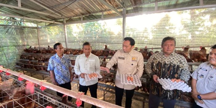 Wakil Ketua MPR RI Edhie Baskoro Yudhoyono meninjau produktivitas ayam petelur milik Kelompok Ternak Sidorejo 1 di Desa Wonogondo, Kecamatan Kebonagung, Pacitan.