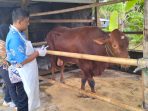Pemeriksaan Kesehatan Hewan Kurban Pacitan