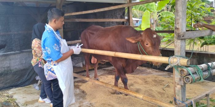 Pemeriksaan Kesehatan Hewan Kurban Pacitan