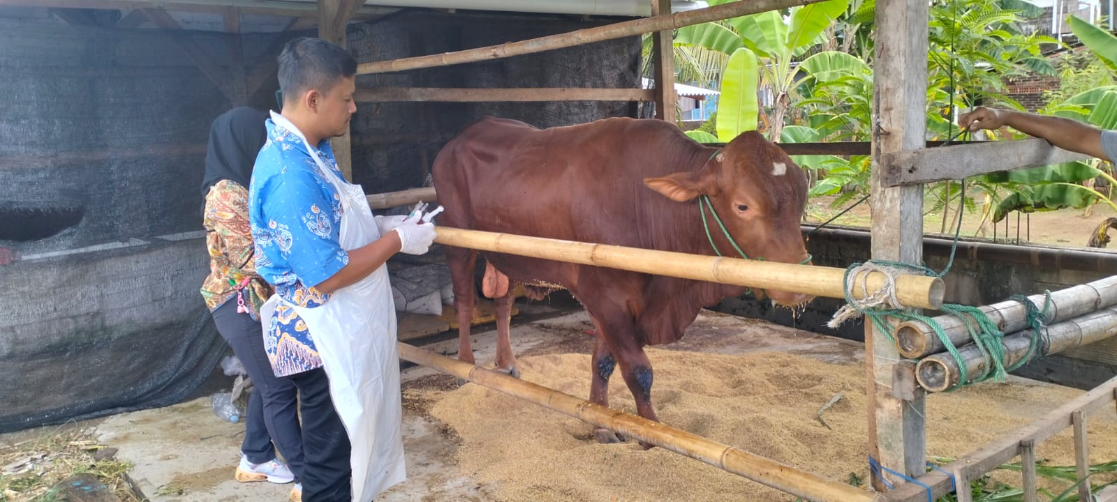 Pemeriksaan Kesehatan Hewan Kurban Pacitan