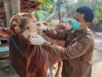 Petugas medis veteriner memeriksa kesehatan sapi kurban limosin 1,9 ton dari Presiden Prabowo di Pacitan