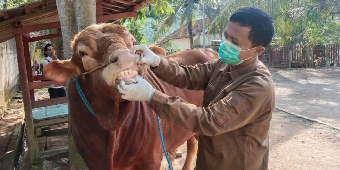 Petugas medis veteriner memeriksa kesehatan sapi kurban limosin 1,9 ton dari Presiden Prabowo di Pacitan