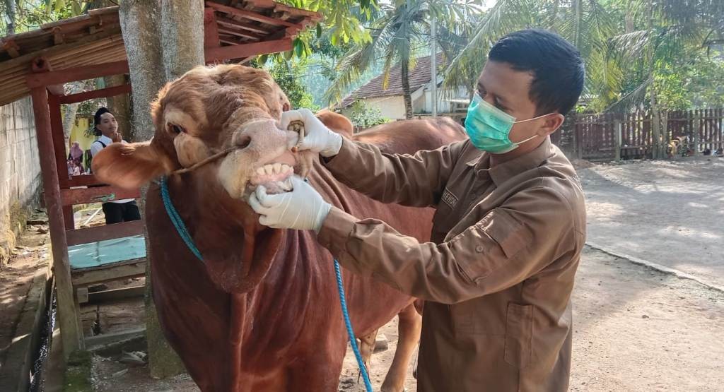 Petugas medis veteriner memeriksa kesehatan sapi kurban limosin 1,9 ton dari Presiden Prabowo di Pacitan