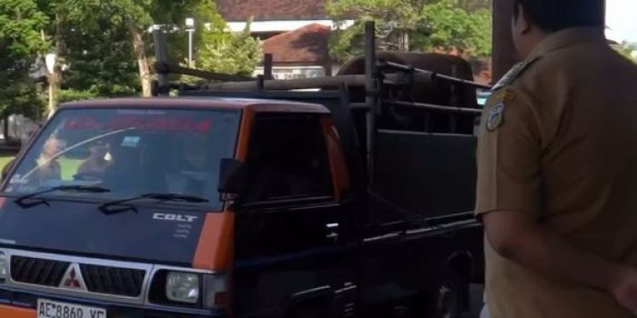 Serah Terima Sapi Kurban Presiden Prabowo di Pacitan 2026. Wakil Bupati Pacitan Gagarin menyerahkan tali ikat sapi kurban Presiden Prabowo secara simbolis.