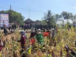 Mayor Inf Dian Nur Huda bersama petani Pacitan panen sorgum