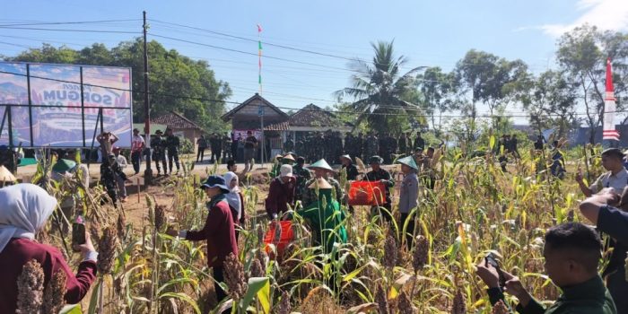 Mayor Inf Dian Nur Huda bersama petani Pacitan panen sorgum
