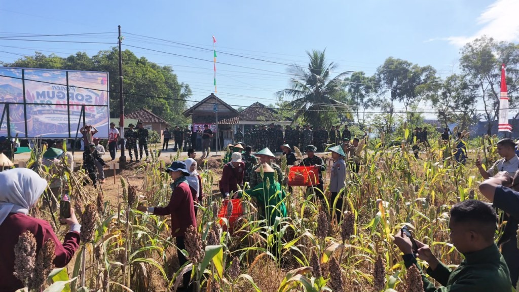 Panen Raya Sorgum Yonif TP 934 di Pacitan Mayor Inf Dian Nur Huda bersama petani Pacitan panen sorgum
