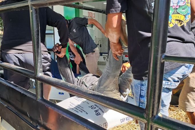 Petugas kepolisian menjemput terduga pelaku pencurian tanaman porang usai dirawat di puskesmas wilayah Nawangan, Pacitan.