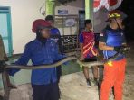 Petugas Damkar Pacitan saat mengevakuasi ular king kobra sepanjang 3 meter di Banjarsari.