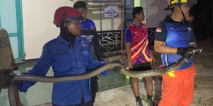 Petugas Damkar Pacitan saat mengevakuasi ular king kobra sepanjang 3 meter di Banjarsari.