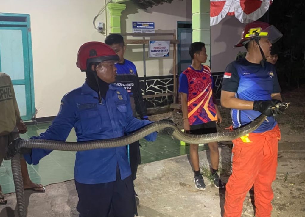 Petugas Damkar Pacitan saat mengevakuasi ular king kobra sepanjang 3 meter di Banjarsari.