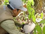Petugas BBKSDA Jatim melepaskan trenggiling bersisik cokelat keabuan di atas daun kering Hutan Lindung Pacitan.
