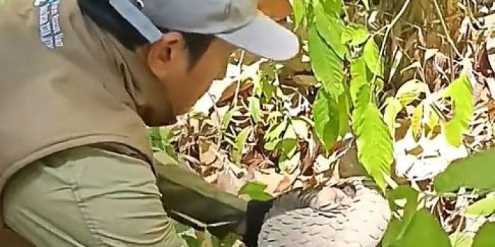 Petugas BBKSDA Jatim melepaskan trenggiling bersisik cokelat keabuan di atas daun kering Hutan Lindung Pacitan.