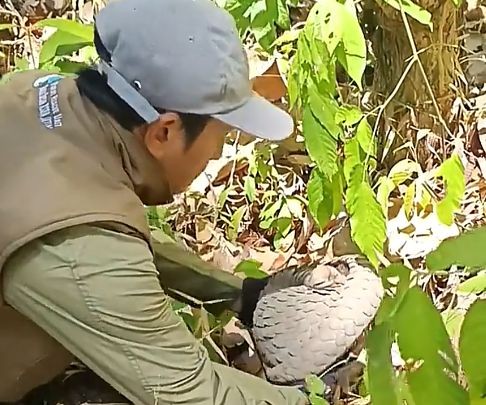 Petugas BBKSDA Jatim melepaskan trenggiling bersisik cokelat keabuan di atas daun kering Hutan Lindung Pacitan.