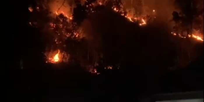 Petugas Damkar Pacitan memadamkan kebakaran hutan di Desa Kebondalem, Kecamatan Tegalombo.