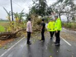 Tiga personel Polres Pacitan bersama seorang warga meninjau pohon tumbang berbunga kuning yang menutup sebagian badan jalan di JLS Desa Sirnoboyo, Kabupaten Pacitan.