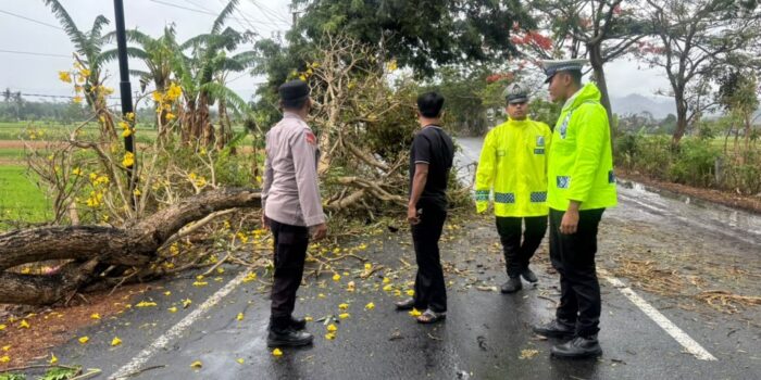 Tiga personel Polres Pacitan bersama seorang warga meninjau pohon tumbang berbunga kuning yang menutup sebagian badan jalan di JLS Desa Sirnoboyo, Kabupaten Pacitan.